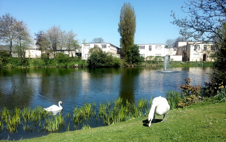 Swans at the lake