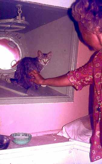 Cat with Piet