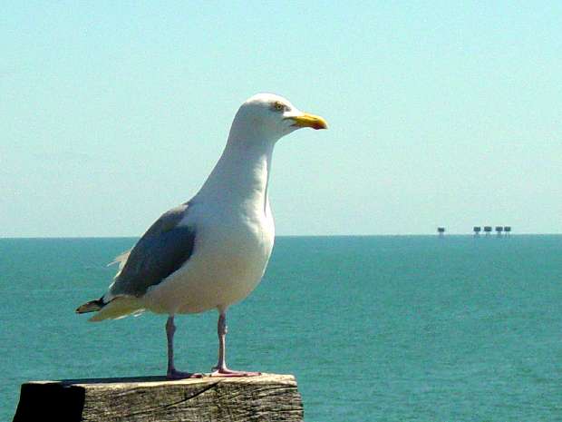Seagull, Bill & Kate's mum roosting