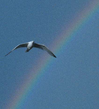 Mother seagull