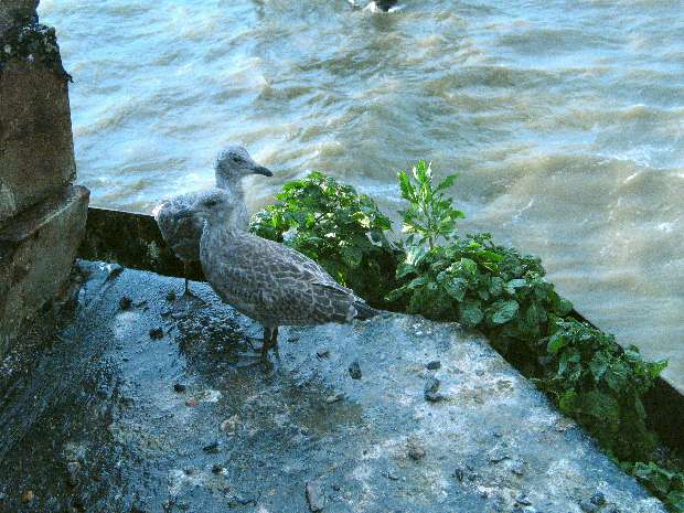 Baby seagulls in the rain