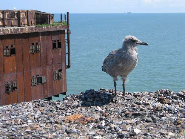 Fledgling seagull