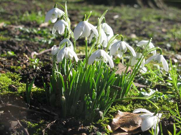 Snowdrops